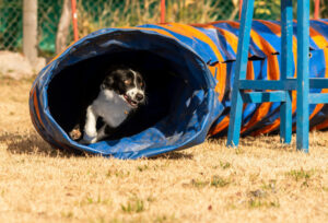 Agility Hund