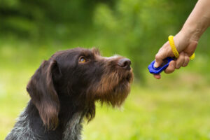 Clickertraining