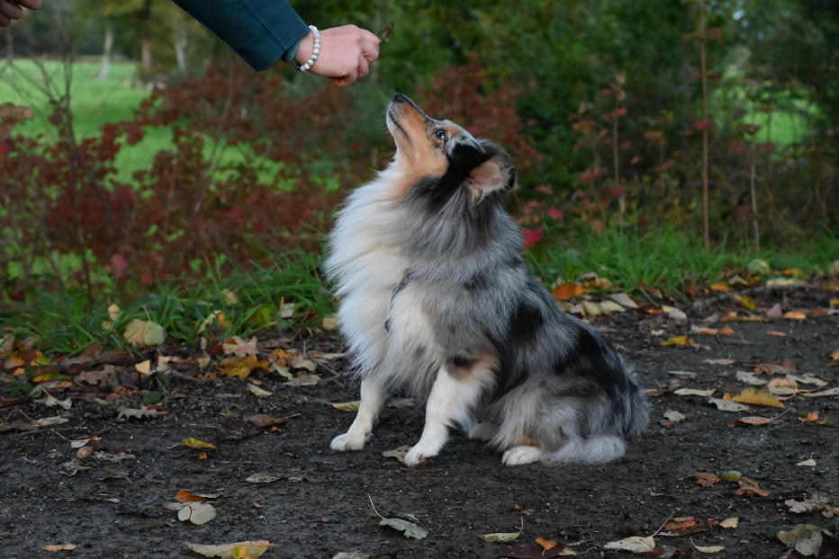 Hundetraining Methoden