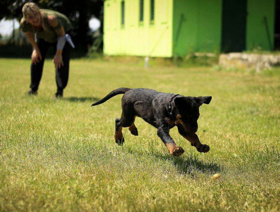 Hundetraining Welpe