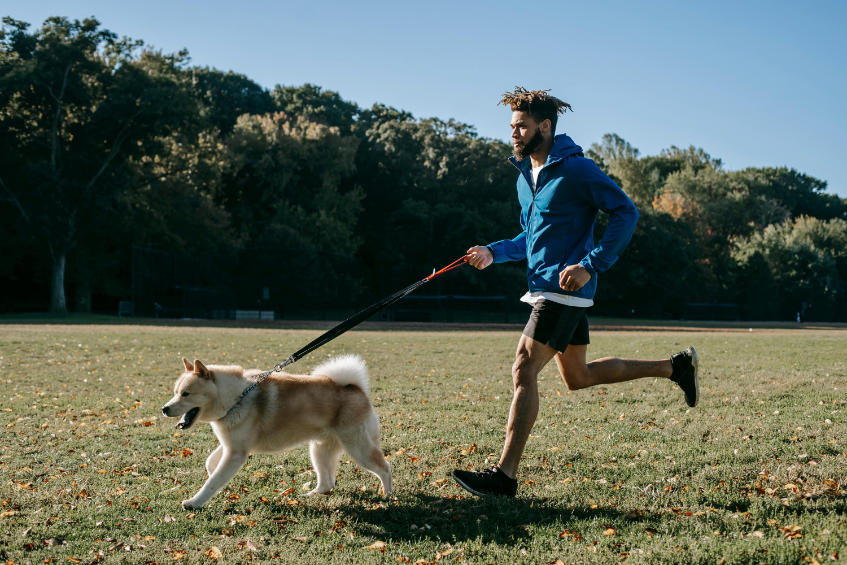 Mantrailing Hund