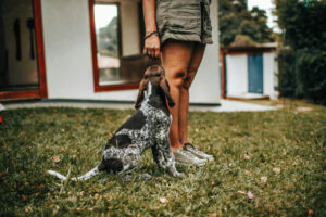 Obedience Hund