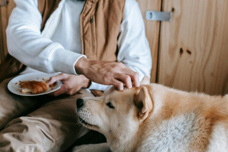 Übergewicht bei Hunden
